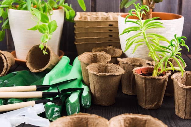 Verschiedene Töpfe, Werkzeuge und Pflanzen für Garten-Konzept