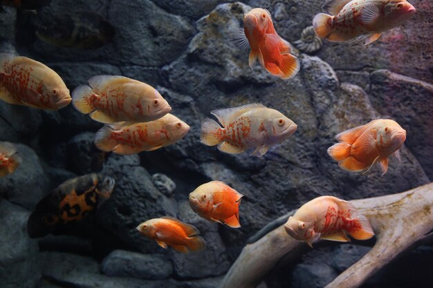 Verschiedene tropische Fische schwimmen im klaren Aquarium