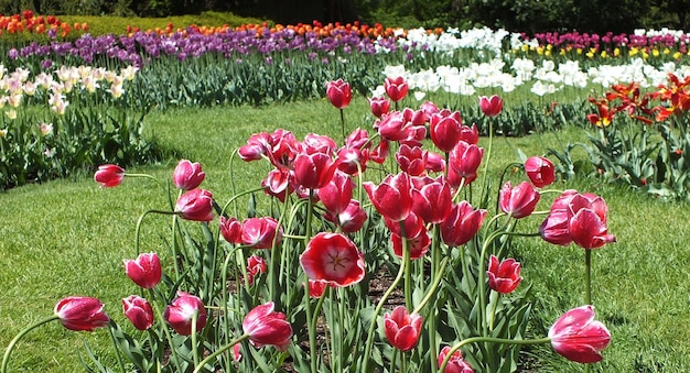 Verschiedene Tulpen blühen im Park