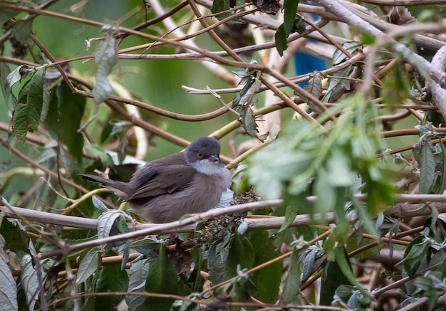 Verschiedene Vögel (Grasmücke, Zaunkönig, Rotkehlchen, Drossel, Amsel) mit ihren Fressgewohnheiten, Beobachtung