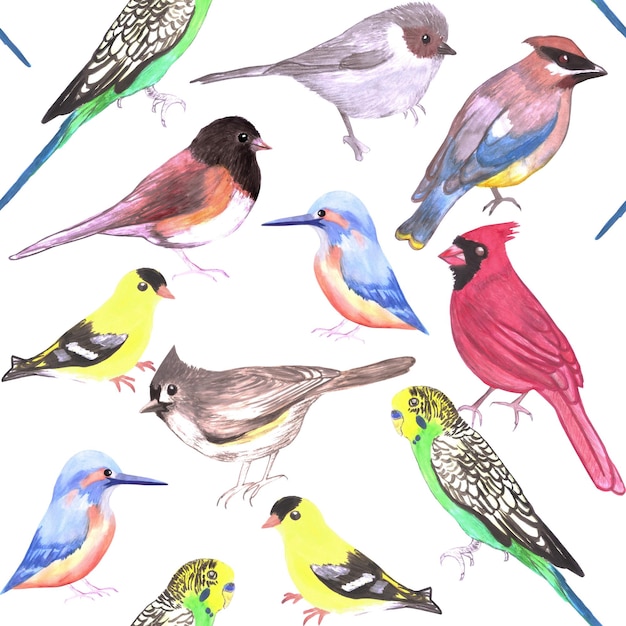 Verschiedene Vögel nahtlose Aquarell-Hintergrund Budgie Kardinal Goldfinch Kingfisher Waxwing Juncos