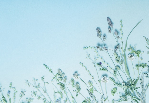 Verschiedene wilde Blumen auf blauem Papierhintergrund