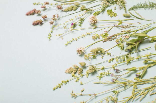 Verschiedene wilde Blumen auf Papierhintergrund