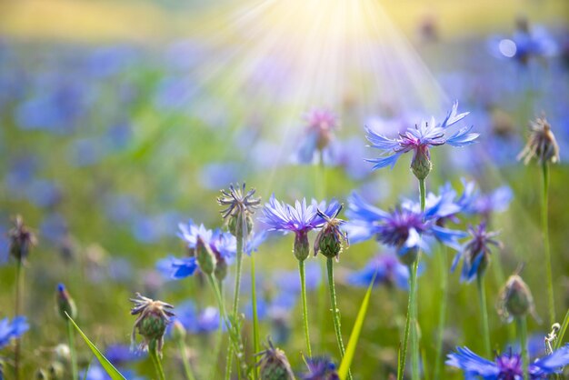 Verschiedene wilde Blumen in einem wunderschönen, von der Sonne beleuchteten Sommerfeld