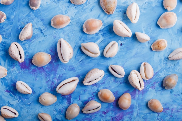 Verschiedenes Muschelmuster auf Blau