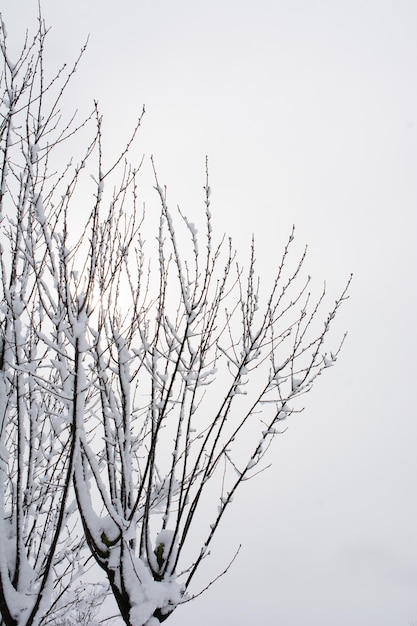 Verschneite Bäume im Winter als Naturhintergrund Äste unter Schnee