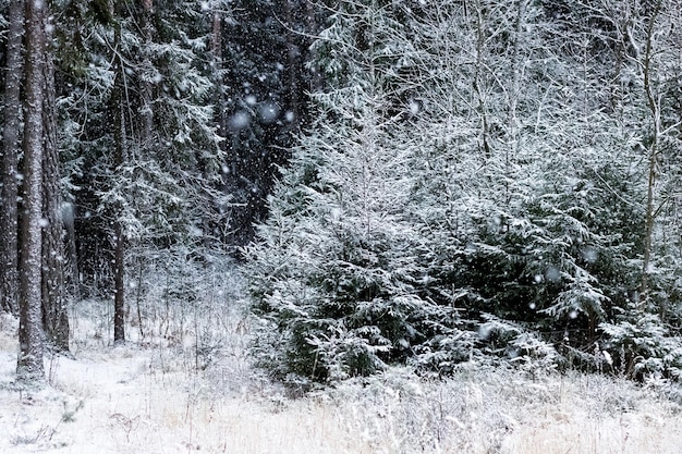 Verschneite Bäume in einer Winterwaldnahaufnahme