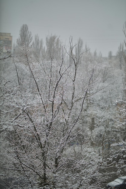 Verschneite Bäume. Schnee auf den Bäumen. Schnee auf Ästen. Schnee im Frühling