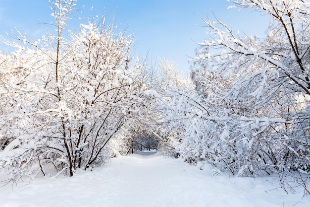 Verschneite Bahn im Waldpark am Wintermorgen