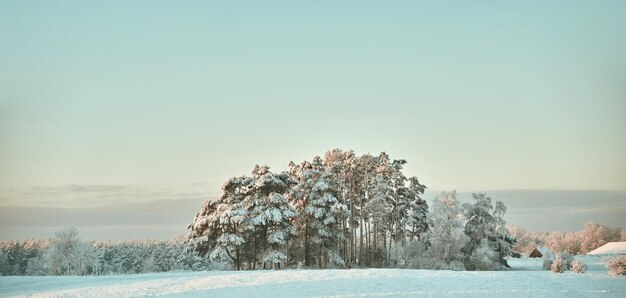 Verschneite Baumlandschaft Ländliche Landschaft der Wintertapete
