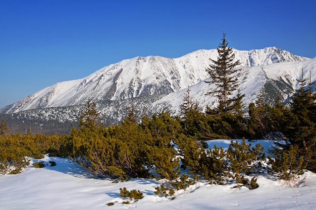 Verschneite Berglandschaft mit Pinien