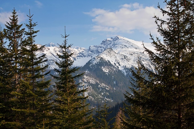 Verschneite Berglandschaft mit Pinien