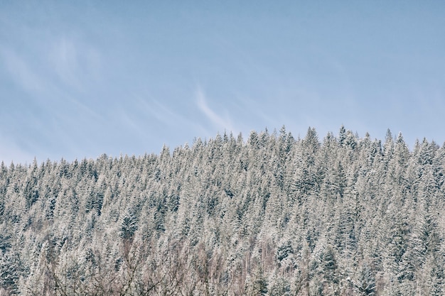 Verschneite Fichte und blauer Himmel. Dicker Nadelwald. Winterlandschaft