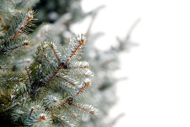 Verschneite Fichtenzweige auf weißem Hintergrund