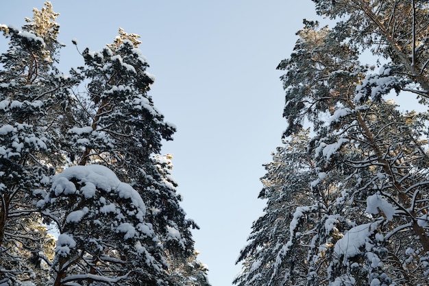 Verschneite Kiefern im Winterwald