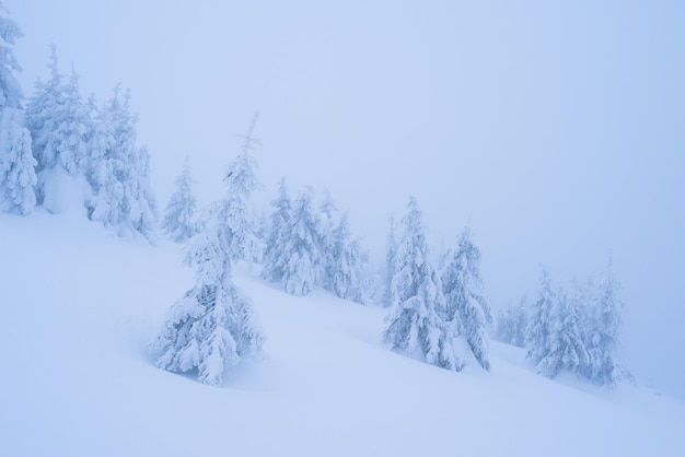 Verschneite Landschaft in einem Bergwald