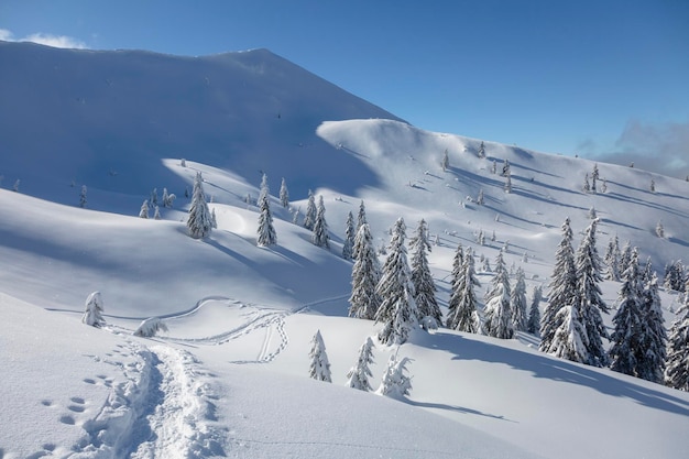 Verschneite Landschaft und Weihnachtsbäume an einem frostigen sonnigen Tag