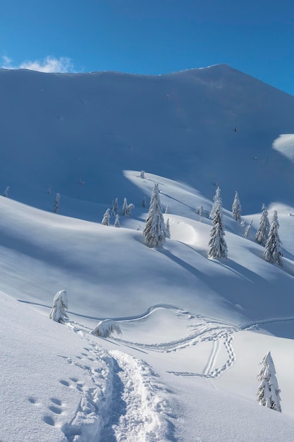 Verschneite Landschaft und Weihnachtsbäume an einem frostigen sonnigen Tag