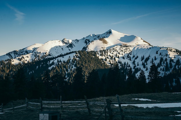 Verschneite Lichtung auf einem Hintergrund von Bergen und Nadelwald