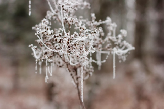 Verschneite Pflanzen im Park