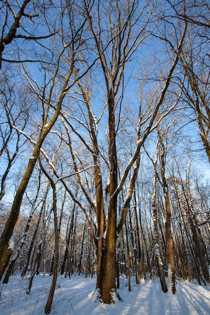 Verschneite Pflanzen in der Wintersaison