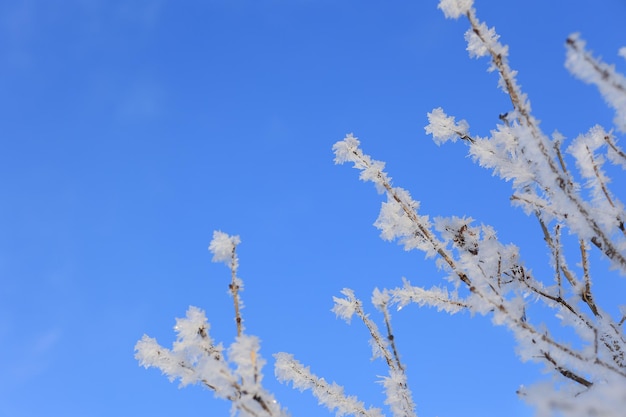 Verschneite Äste gegen den blauen Himmel Selektiver Fokus