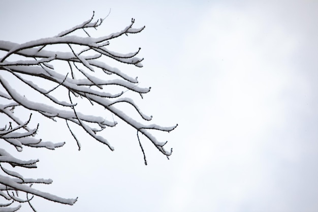 Verschneite Äste Wintersaison