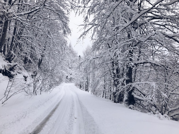 Verschneite Straße durch die weißen Wälder, mit Schnee bedeckte Bäume unter dem weißen Himmel