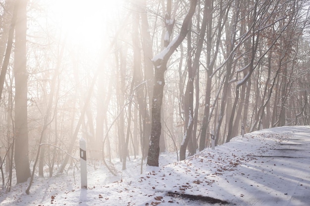 Verschneite Straße im Winter führt durch den Wald