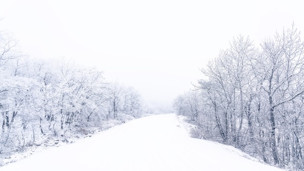 Verschneite Straße im Winterwald