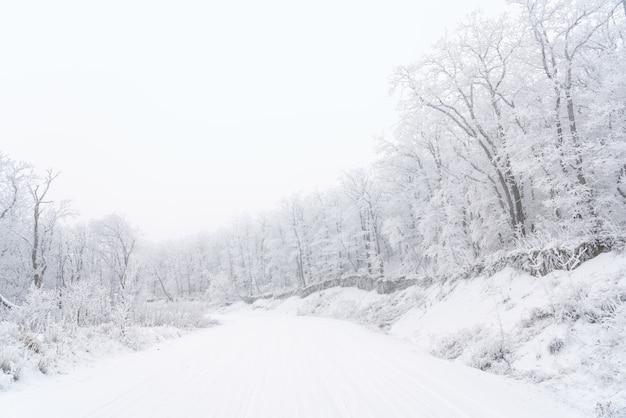 Verschneite Straße im Winterwald