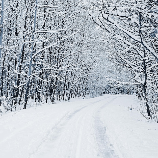 Verschneite Straße mit Bäumen Gefährliches Fahren im Schnee im Winter Konzept für Verkehr und schlechtes Wetter