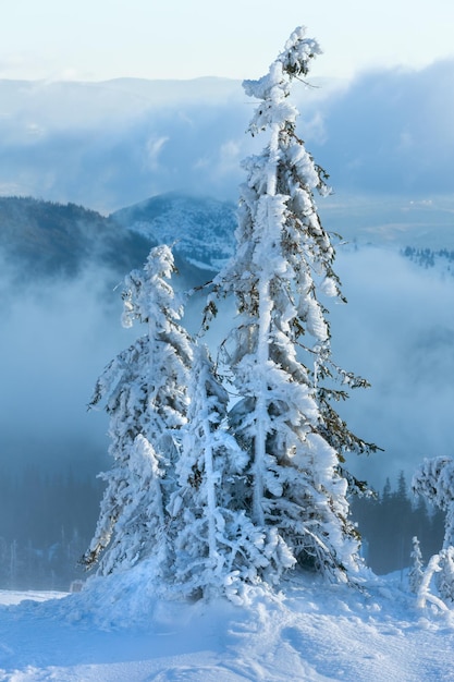 Verschneite Tannen am Morgenwinterberghang bei bewölktem Wetter (Karpaten).