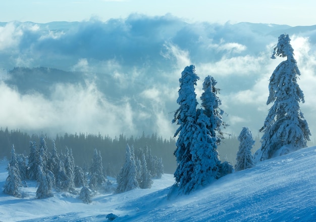 Verschneite Tannen am Morgenwinterberghang bei bewölktem Wetter (Karpaten).