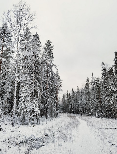 Verschneite Tannen durch den schneebedeckten weißen Wald an einem bewölkten Tag nach dem Schneefall. Straße durch den Winterwald.