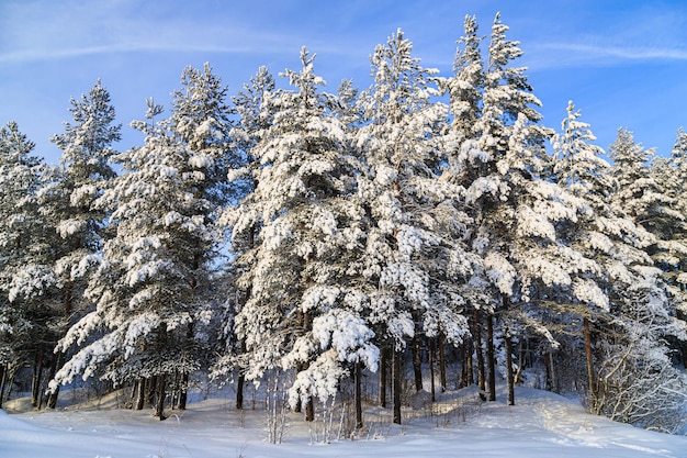 Verschneite Winterlandschaft im Wald Verschneiter Wald Ein Artikel über den Winter