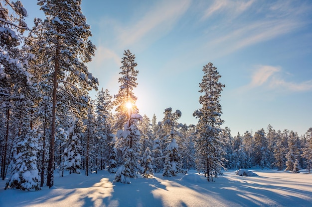 Verschneite Winterlandschaft mit Sonne und schneebedeckten Bäumen Schöne nördliche Natur