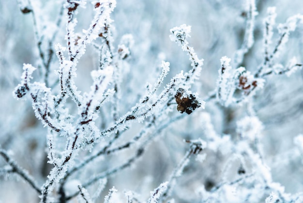 Verschneite Winterniederlassungen schließen weißen Rauhreif auf Baumnaturhintergrund ab
