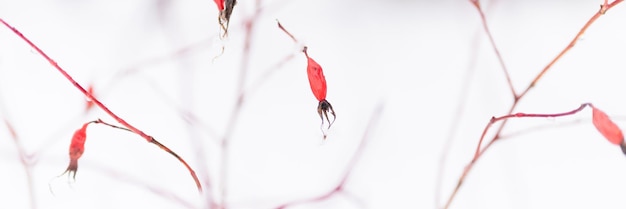 Verschneite Wintersaison in der Natur frischer eisiger gefrorener Schnee und Schneeflocken bedeckte Zweige von Hagebuttenbusch roten Früchten Beeren an frostigen Wintertagen im Wald oder Garten kaltes Wetter Weihnachtszeit Banner