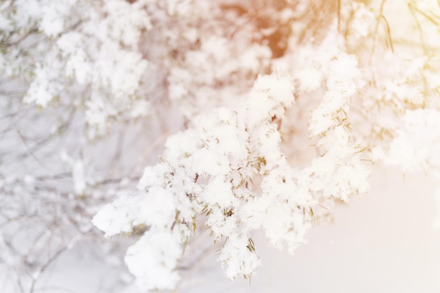 Verschneite Wintersaison in der Natur frischer eisiger gefrorener Schnee und Schneeflocken bedeckten Fichten- oder Tannen- oder Kiefernzweige an frostigen Wintertagen im Wald oder Garten kaltes Wetter Weihnachtszeit Fackel