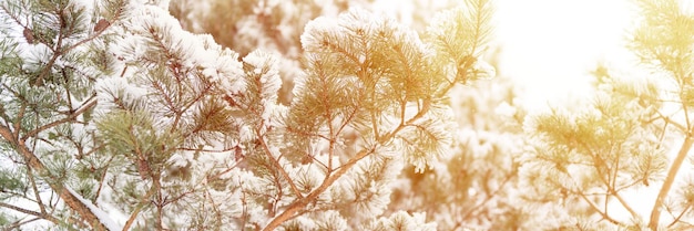 Verschneite Wintersaison in der Natur frischer eisiger gefrorener Schnee und Schneeflocken bedeckten Fichten- oder Tannen- oder Kiefernzweige an frostigen Wintertagen im Wald oder Garten kaltes Wetter Weihnachtszeit-Fahnenfackel