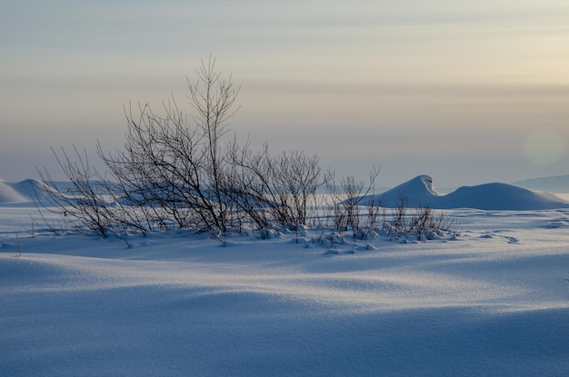 Verschneite Wüste Viel reiner Schnee Das Licht der Sonne bei Sonnenuntergang liegt wunderschön auf den Schneeverwehungen