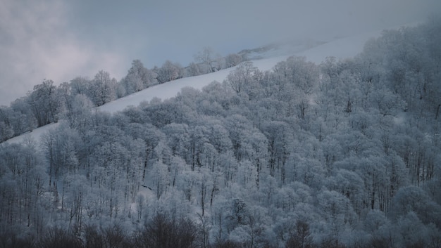 verschneiten Wald