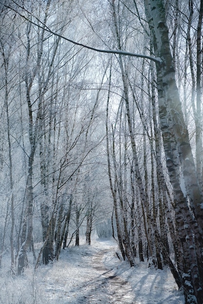 Verschneiter Birkenwald am Stadtrand von Berlin Frost bildet Eiskristalle an den Ästen