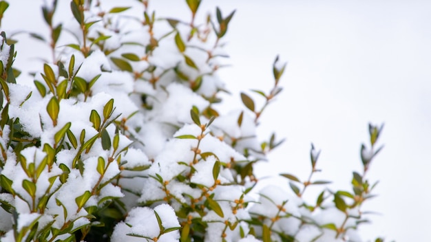 Verschneiter Buchsbaumstrauch mit grünen Blättern, Buchsbaum im Winter