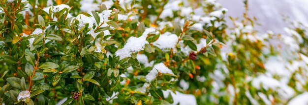 Verschneiter Buchsbaumstrauch mit grünen Blättern, Buchsbaum im Winter