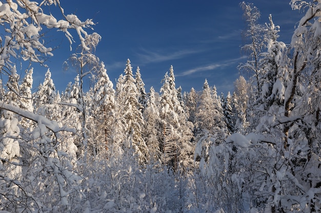 Verschneiter Fichtenwald in Karelien an einem klaren sonnigen Wintertag