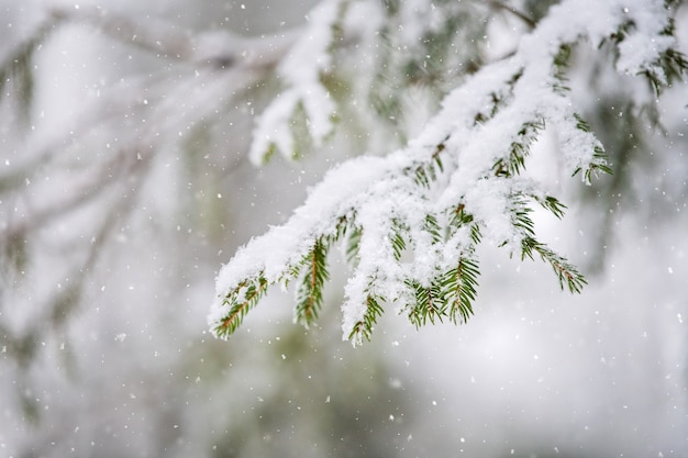 Verschneiter Fichtenzweig im Winter im Wald.