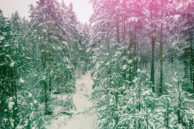 Verschneiter Kiefernwald im Winter nach Schneefall Farbverlauf