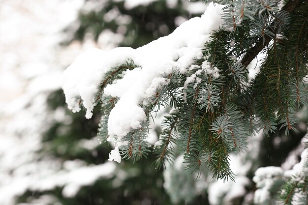 Verschneiter Tannenbaum im Freien, Nahaufnahme